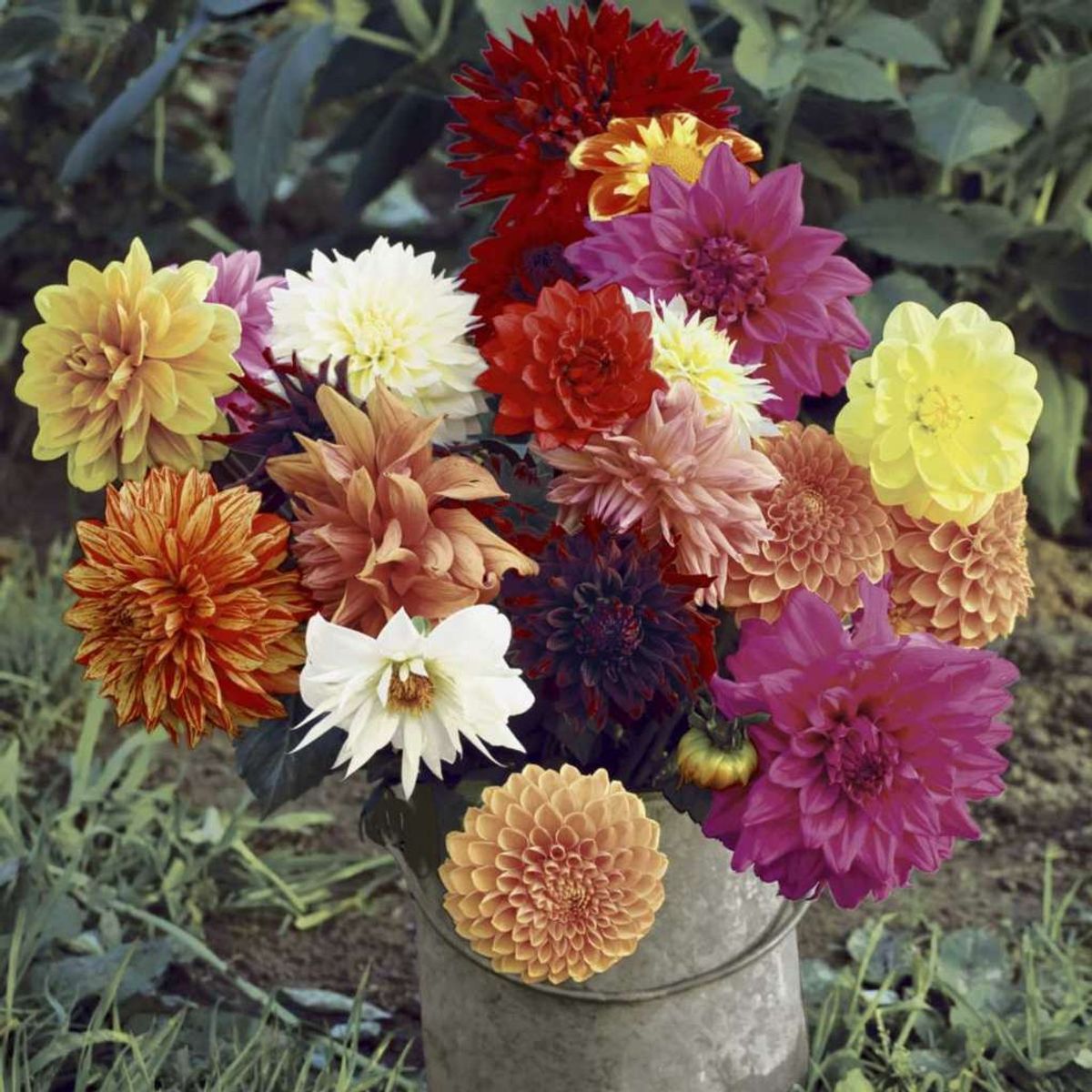 Servietter, Floral magic, vanlig 33x33 cm